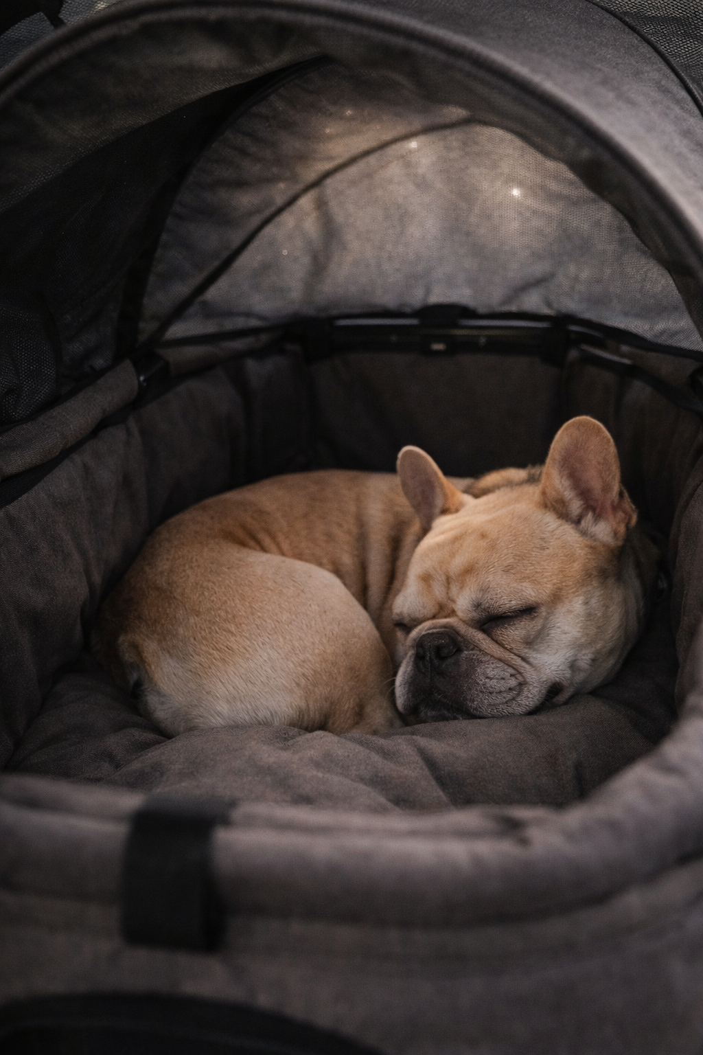 The Royal Chariot (3 Accessory for French Bulldogs